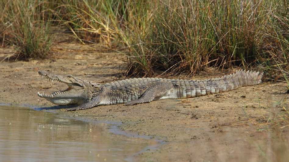 J18_3351-Mugger-crocodile.jpg